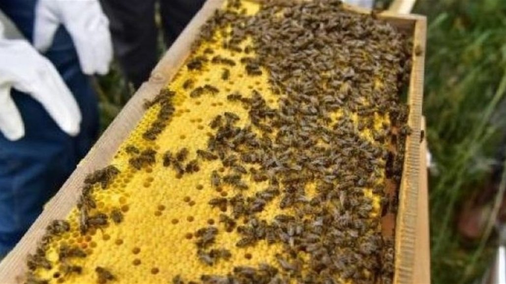 وزير الزراعة يعلن الاكتفاء الذاتي بإنتاج العسل